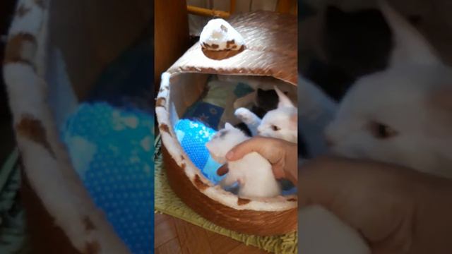 3июня. Маины котята учатся ходить по полу,очень страшно .😳😳😳🤣🤣🤣 смотреть онлайн