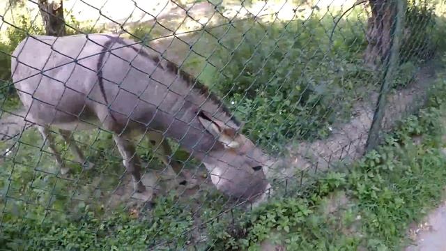 КАРИНА СТРИМЕРША ИТАЛЬЯНСКИЕ КАНИКУЛЫ смотреть онлайн