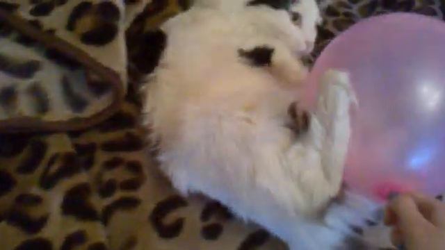 Котэ Лопнул Шарик смотреть онлайн