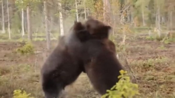 Bear vs. grizzly, brown bear