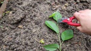 Правила размножения ирги зелеными черенками