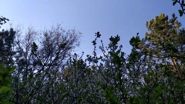 Без слов.... дорога в сосновый бор, Политотдельское смотреть онлайн