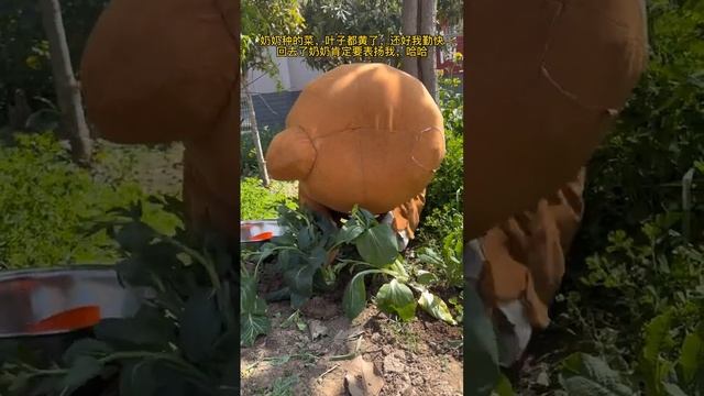 Я трудолюбивая мишка Пеппи, которая лечит только несчастных смотреть онлайн