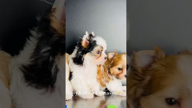 #puppy #продажащенков #цветноййорк #yorkies #chocolateyorkie #йоркширскийтерьер #biewer #щенкийорка