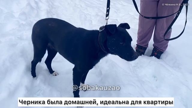 Черничка ищет хозяев. Приют «Щербинка». Проект помощи @sobakauzao 89055523195 смотреть онлайн