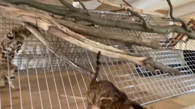 БЕНГАЛЬСКИЕ КОТЯТА, ОКРАС: ШОКОЛАДНЫЕ смотреть онлайн