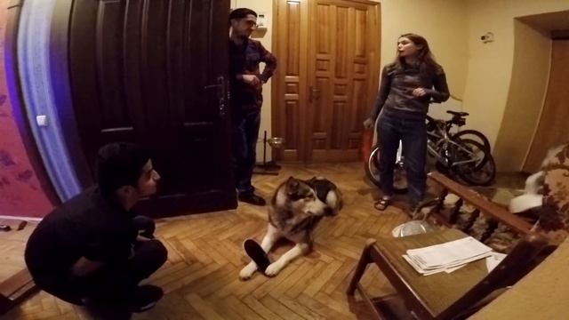 ХАСКИ РУГАЮТ - ХАСКИ НАКАЗАН !!! - НЕ , не слышал ! ;) Husky is called down - Husky is punshed!? смотреть онлайн