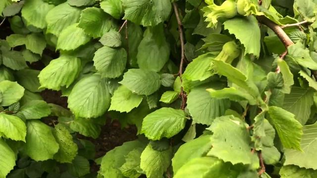 Фундук Трапезунд урожайность взрослых кустов 2023 смотреть онлайн