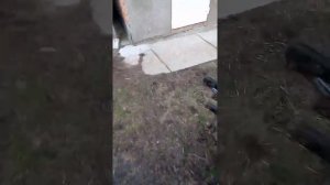 Кун на минитракторо з мотоблока