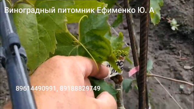 прививки сезон 2024 смотреть онлайн