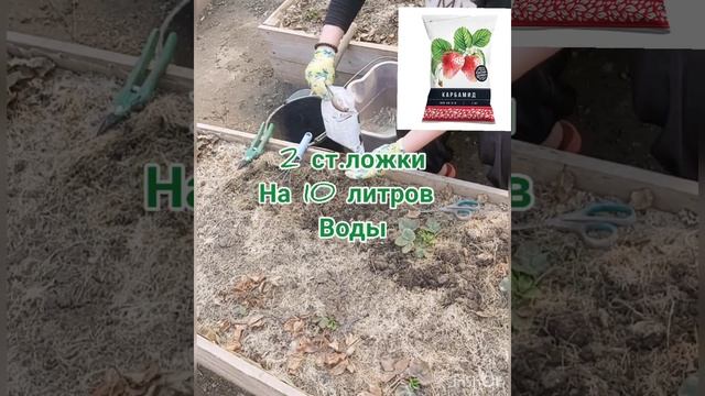 Весенний уход за клубникой #моядача #клубника #теплыегрядки #грядки #высокиегрядки #дача #удобрения смотреть онлайн