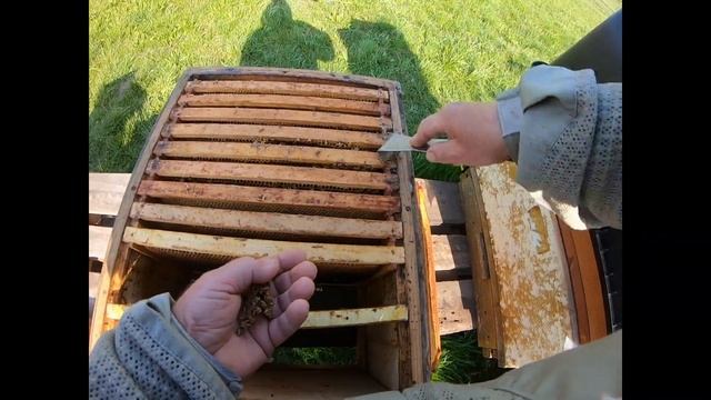 Магазин или второй корпус? Магазинные рамки на шашлыки как раз сезон.Спина скажет спасибо. смотреть онлайн