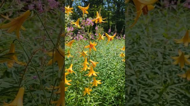 Acadia National Park Hidden Gems - Part 3: Wild Gardens of Acadia смотреть онлайн