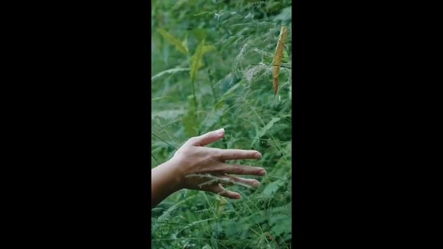 ЗВУКИ ПРИРОДЫ???ПЕНИЕ ПТИЦ?ЗВУКИ ЛЕСА?ШУМ ВОДЫ ДЛЯ КРЕПКОГО СНА?ДЛЯ МЕДИТАЦИИ?♂️?♀️ШУМ ВОД смотреть онлайн