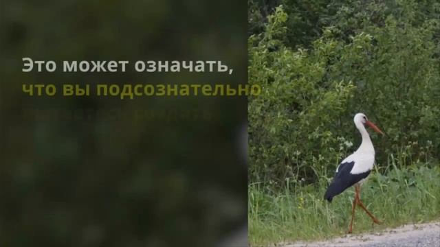 К чему снятся животные.СОННИК К чему видеть животных во сне.Значение животных во сне. смотреть онлайн