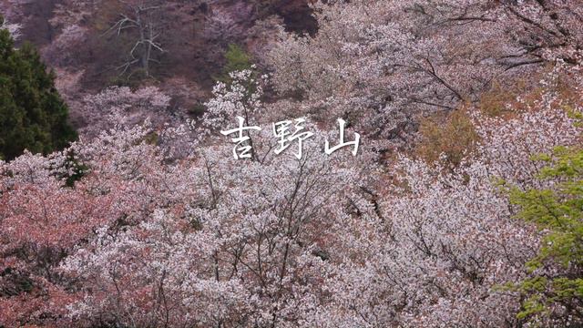 川村万梨阿　吉野山の桜 2018 ~ 花宴 ~ イベントPV смотреть онлайн