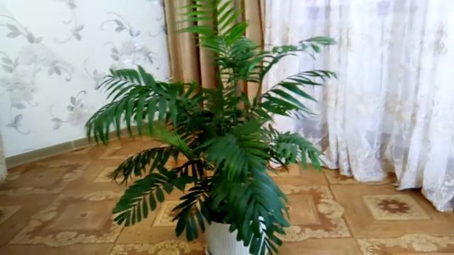 Моя пальмочка Хамидорея! смотреть онлайн