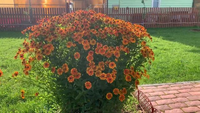 Гелениум (Helenium )многолетний Один из самых лучших многолетников смотреть онлайн