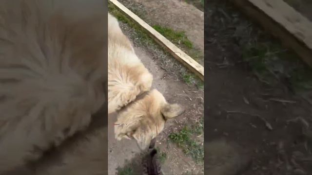 О чем мечтал Бакс до того как появился Чепусик 🐈😇❤️🙏🐕 #dogandkitten смотреть онлайн