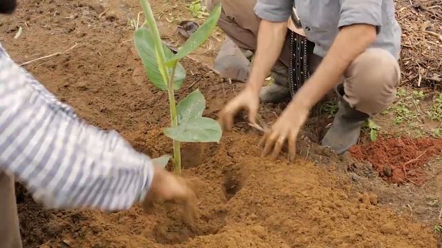 AGROFORESTRY COURSE | Lesson 20, Module 5 - Planting the Trees Rows | Food Forest COURSE | смотреть онлайн