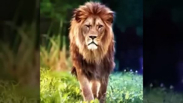 все красивые нашиды