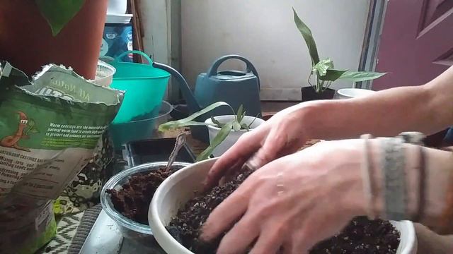 Repotting My New Anthurium & My New Rhipsalis смотреть онлайн