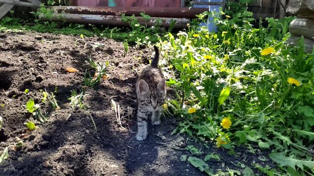 У деда на шашлыках смотреть онлайн