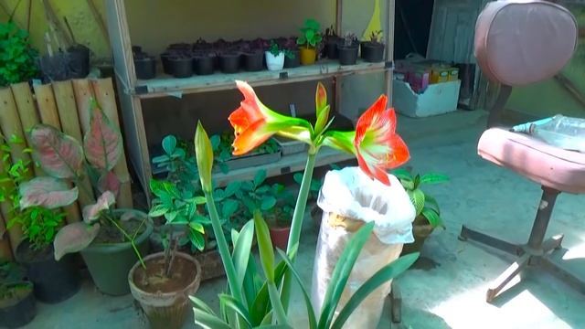 Amaryllis Plant Care And Flowering Season Complete Information