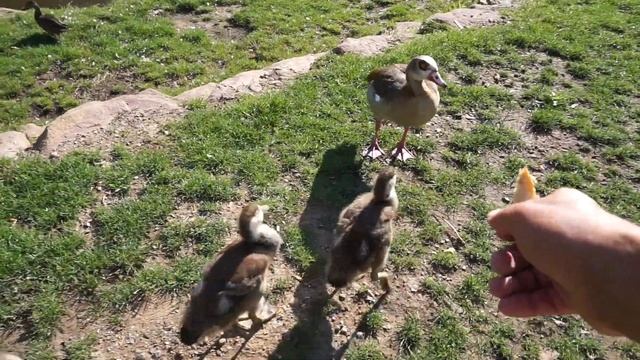 Кормлю утят и их родителей смотреть онлайн