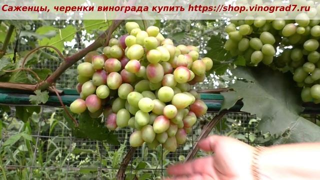 Виноград Румейка на 13 июля окрашивание ягод в гроздях. Ранний срок созревания, Пузенко смотреть онлайн
