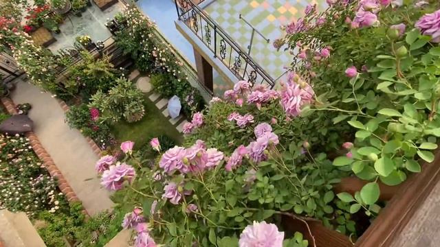 垂吊种植的蓝色阴雨，可以开成花瀑布 смотреть онлайн