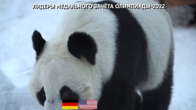 Панды предсказали итог Олимпиады-2022 смотреть онлайн