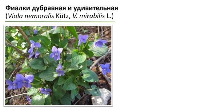 «Раннецветущие растения леса» смотреть онлайн