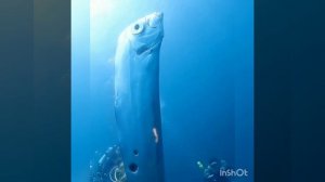 Рыба Судного дня