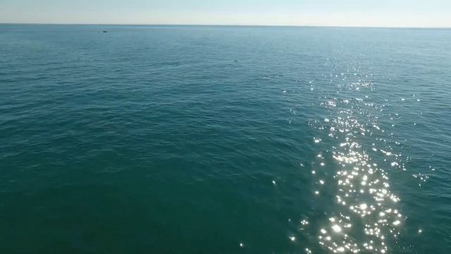 Дельфины в Аше (Сочи ) смотреть онлайн