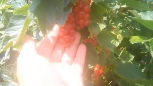 Малина часть 3: Полка, Ляшка, Утренняя роса. Черная и красная смородина смотреть онлайн