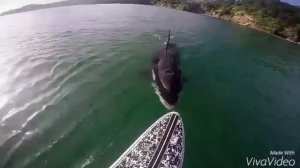 Касатка и человек.