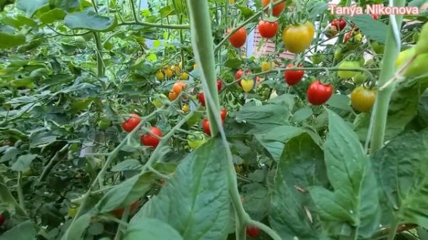 ЧЕРРИ ТОМАТ КЛУБНИЧКА. TOMATOBERRY. ОБЗОР КУСТА И ПОМИДОРОК ЧЕРРИ.