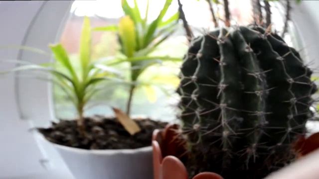 Video Test Nikon D3200 by A.Godny смотреть онлайн
