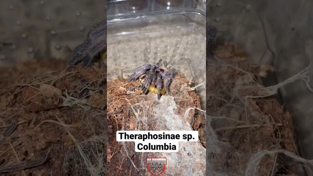 Theraphosinae sp. Columbia смотреть онлайн