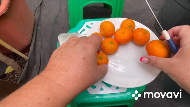 Мандарин гибрид Templ + Dancy , первое плодоношение . смотреть онлайн