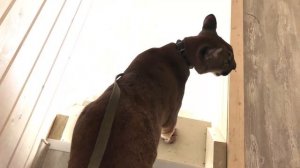 ГОРНЫЙ ЛЕВ - ССЫКУН!!! ⧸ ПЕРВЫЙ ДЕНЬ С ПУМОЙ В НОВОМ ДОМЕ ⧸ Первый выход на участок.