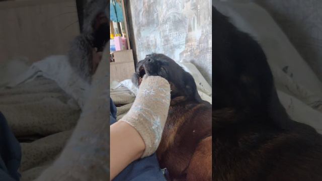 Пти брабансон. Гриффон собака смотреть онлайн