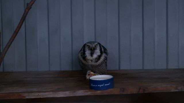 Центр реабилитации диких животных GreenPoll. Школа 100 (Нижний Тагил) Медиатон 2024 тур 2 смотреть онлайн