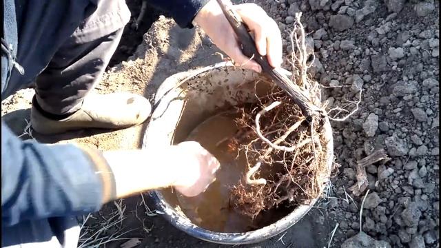 Осенняя посадка саженцев винограда смотреть онлайн
