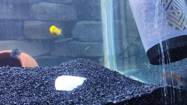 My Aquarium!!! Fish hobbyist!!! African Cichlids!!! Frontosa!!!! Demasoni Cichlids!!! Yellow lab!!! смотреть онлайн