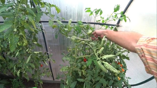 Автоматическая теплица. Зачем тебе нужен капельный полив и автоматический проветриватель в теплице смотреть онлайн