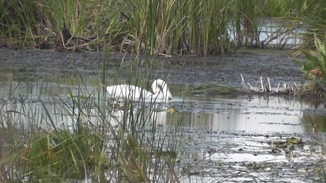 Сентябрь 2023 года. Заповедные окрестности села Боровецкого смотреть онлайн