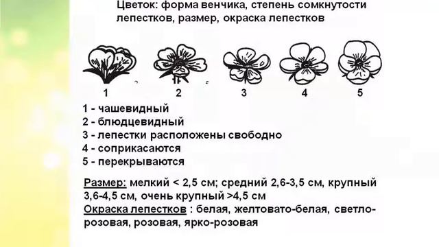 Грюнер Л. А. Морфологические особенности и адаптационные возможности ежевики смотреть онлайн