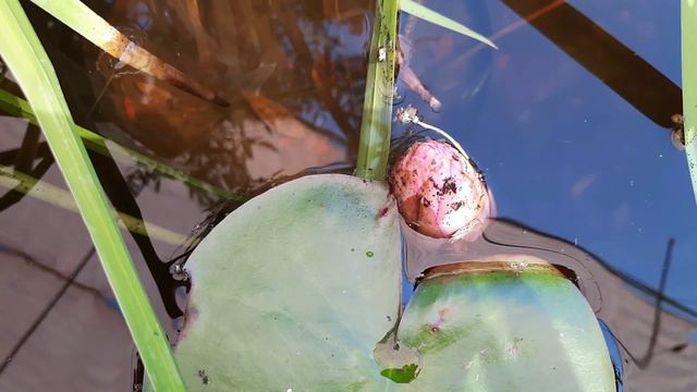 ОБЗОРЫ ОРХИДЕЙ ИЗ ЛЕТТО И ЛЕРУА //12. 06. 24// смотреть онлайн